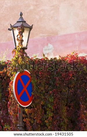 Classic street lantern  with climbing plant