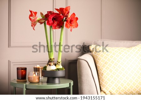 Beautiful red amaryllis flowers on table in room Royalty-Free Stock Photo #1943155171