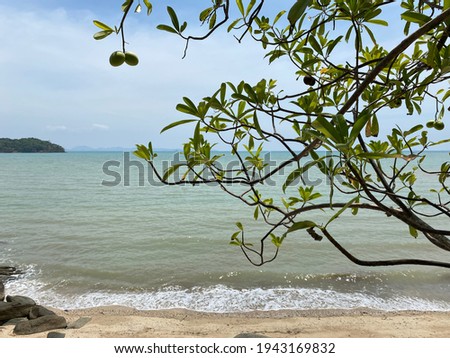 branch Big tree trunk and branch on sea background in phuket Thailand