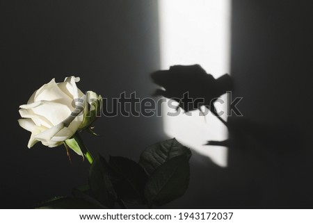 White fresh rose and shadows on the wall. Silhouette in sunlight. Light and shadow contrast