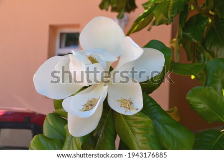 close up of white magnolia blossom