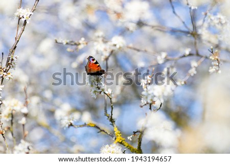 Beautiful bright butterfly on a white cherry blossom branch in spring on blue sky background, soft focus. Natural image of spring cherry blossoming