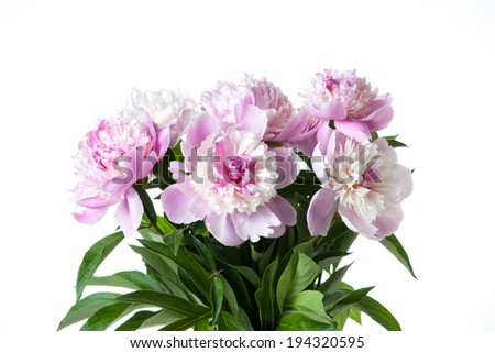 peonies, white pink flowers on white background, closeup spring, summer flowers, bouquet of peonies