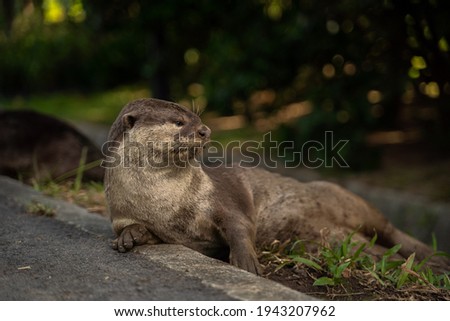 Smooth coated otter in Singapore