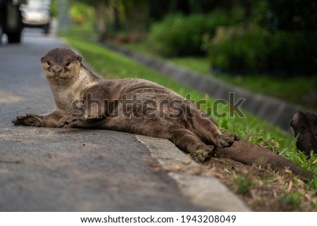Smooth coated otter in Singapore
