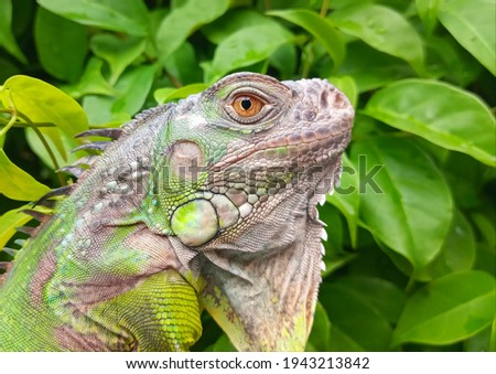 the face of a green iguana against a background of vines