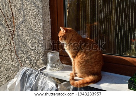 Domestic red cat sits on a window sill in the garden at the cottage in winter