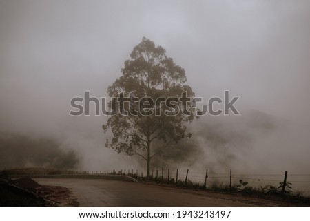 a strong fog between the trees