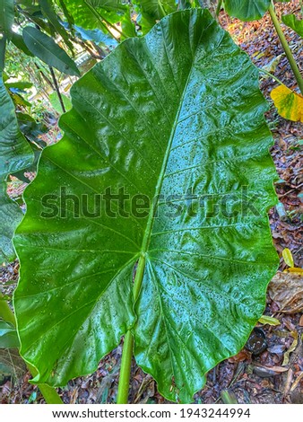  One big green tropical leaf - Giant Upright Elephant Ear, Night-scented Lily (Alocasia Odora) on the dark background. Grunge picture.