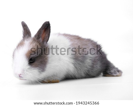 White and brown cute baby rabbit on whte background. Little lovely bunny sits action. Easter or new born occasion. Furry pet.