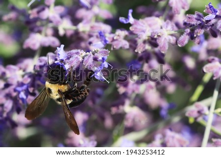 A Common Eastern Bumble Bee, Bombus impatiens, on a Russian Sage plant