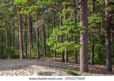 Tall slender pines on the sandy shore of Lake Ladoga