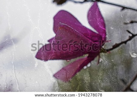 Japanese Magnolia Bloom in the rain through glass