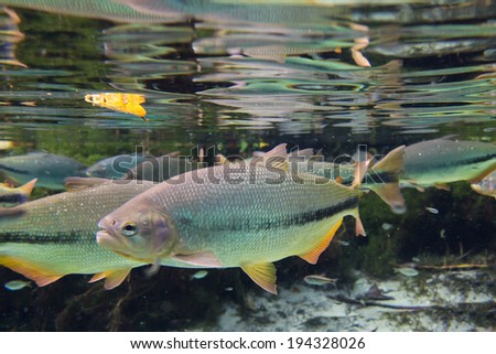Diving at Salobra river with fishes piraputanga, piau, dourado and others - Nobres - MT - Brazil Royalty-Free Stock Photo #194328026