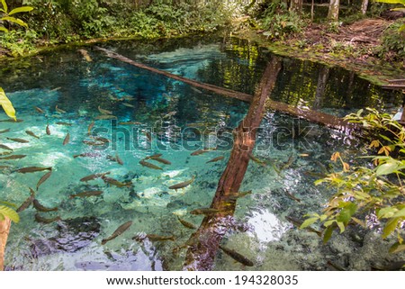 Source of the Salobra river with fishes piraputanga, piau, dourado and others - Nobres - MT - Brazil Royalty-Free Stock Photo #194328035