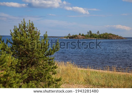 Pine tree with thick branches on the sandy shore of Lake Ladoga