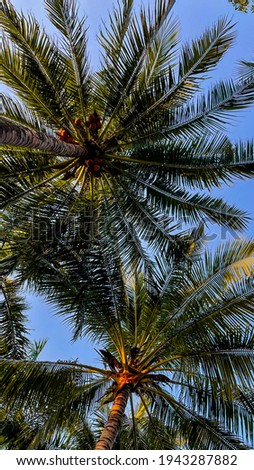 Coconut trees and leaves in the park