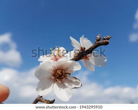 almond almods tree flower background srping isolated blue sky  background