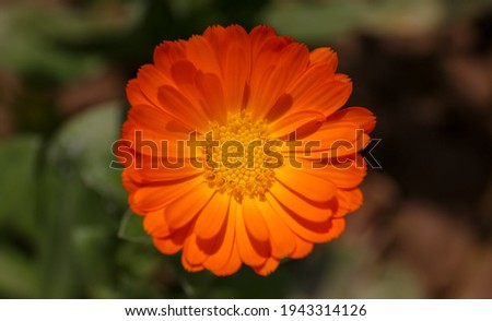 Summer background with Marigold flowers in sunlight. Beautiful nature scene with blooming calendula officinalis in Summertime.