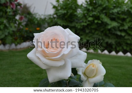 Beautiful peach coloured rose flowers with stem and leaves. Celebration India spring season. Fresh Healthy and  fragrant flowers.