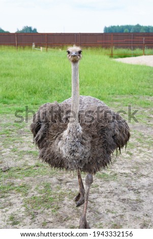 Ostrich close-up, shallow depth of field