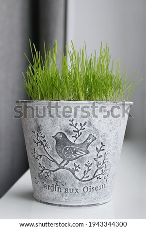 Green lawn grass grows on the windowsicle at home. Fresh green grass on the windowsill in the spring. Easter.