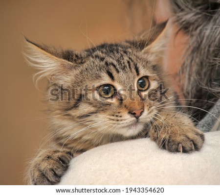 scared striped kitten in hands