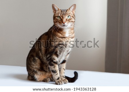 Beautiful pet cat sitting on table at home looking at camera. Relaxing fluffy hairy striped domestic animal with green eyes. Adorable furry kitten feline friend indoors. 