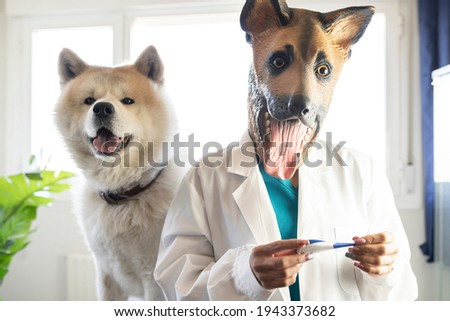 veterinary with latex dog head mask in a veterinary clinic with thermometer