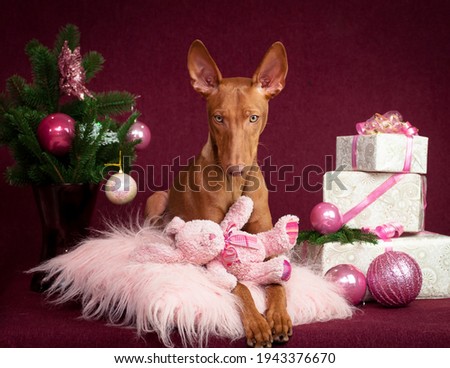 A picture of a very beautiful dog sitting on a pink fluffy pillow, holding its favorite toy with some Christmas presents and decorations next to it [cirneco dell'etna]