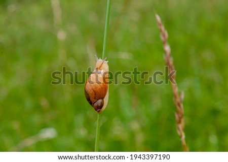 cute little snail climbing on a green grass