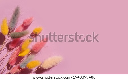 dry lagurus flower on colored background frame
