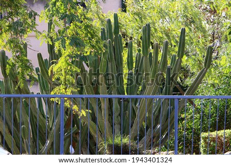 Green plants and flowers grow along the high fence