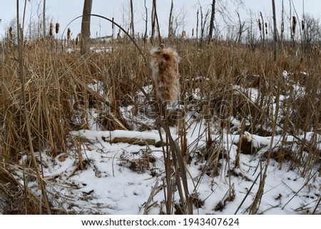 A field of cattail reeds. Snow is on the ground. Picture taken in O’Fallon, Missouri.
