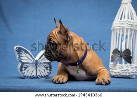 A cute puppy looking somewhere away and posing for the picture with a butterfly figurine and the cage [French Bulldog] 