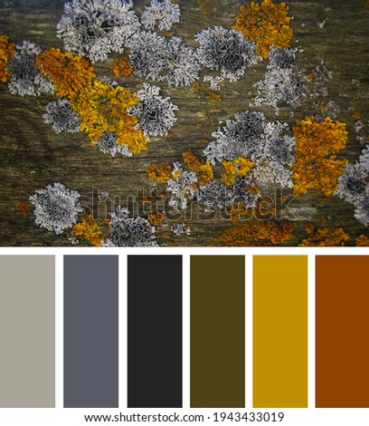 Different types of lichens on a wooden surface. Color palette series. Color swatches.