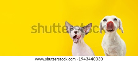 Banner two funny hungry pets, dog and sphynx cat licking its lips. Isolated on yellow backgorund.