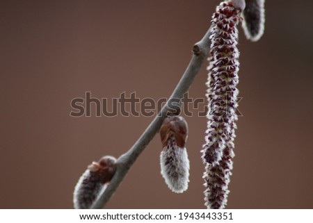 buds and catkins on a branch