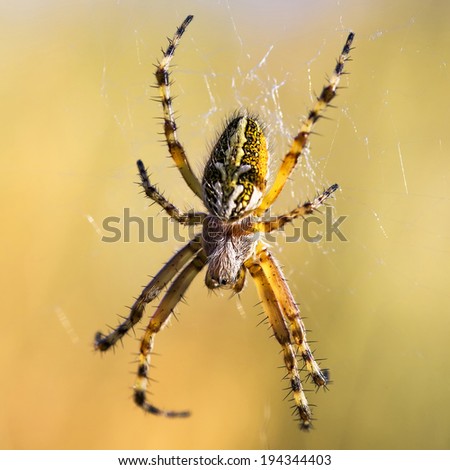 Spider in web front view 