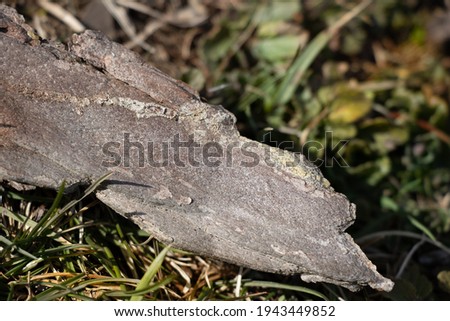 piece of tree bark on the forest floor