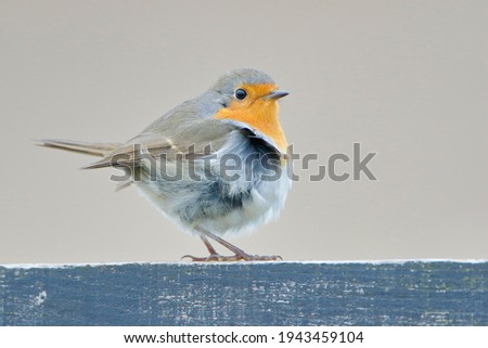 European Robin (Erithacus rubecula) perched on fence