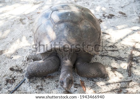 Seychelles - Praslin: the turtles of Curieuse Island
