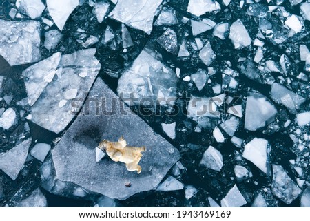 A polar bear trying to cool off by lying on a piece of ice melting due to global warming in the polar region Royalty-Free Stock Photo #1943469169