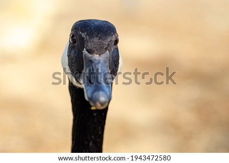 Close up portrait of Canadian goose.