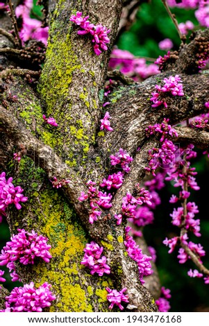 Pink flowers blooming on a tree with green moss on a rainy, cloudy, Spring day. 