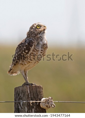 side shot of a Burrowing Owl looking up at the sky