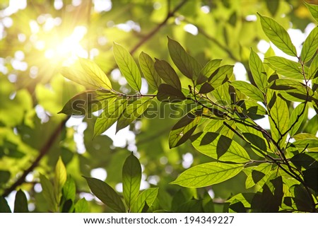 Morning sun shines through fresh leaves Royalty-Free Stock Photo #194349227
