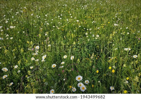 A field with tall grasses and beautiful white daisies