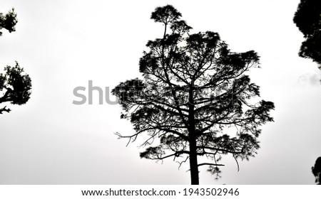 picture of pine tree in white sky.