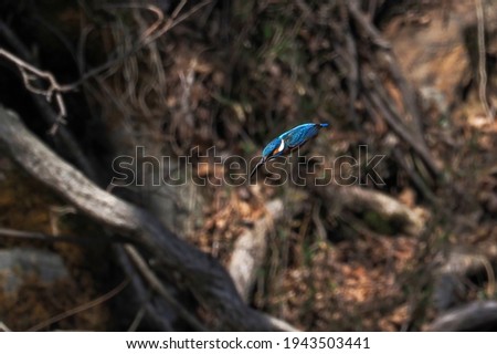 Male Kingfisher (Kawasemi) is diving straight toward the prey 